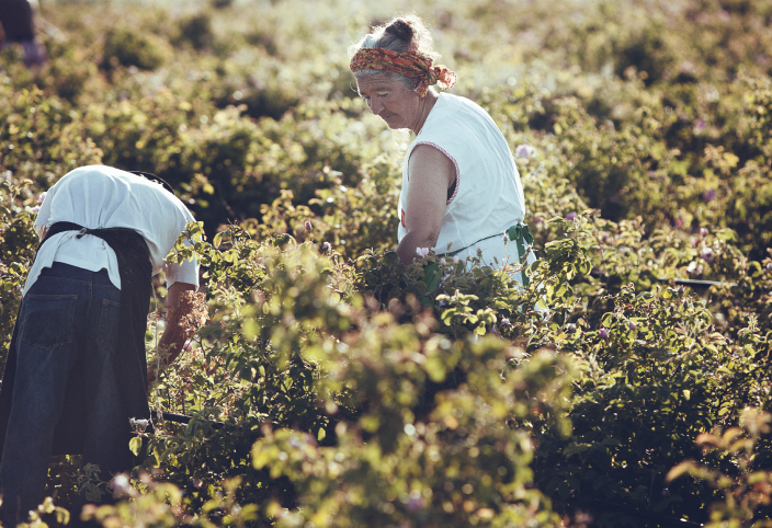 Natural ingredients being sourced for our Sunspel fragrances